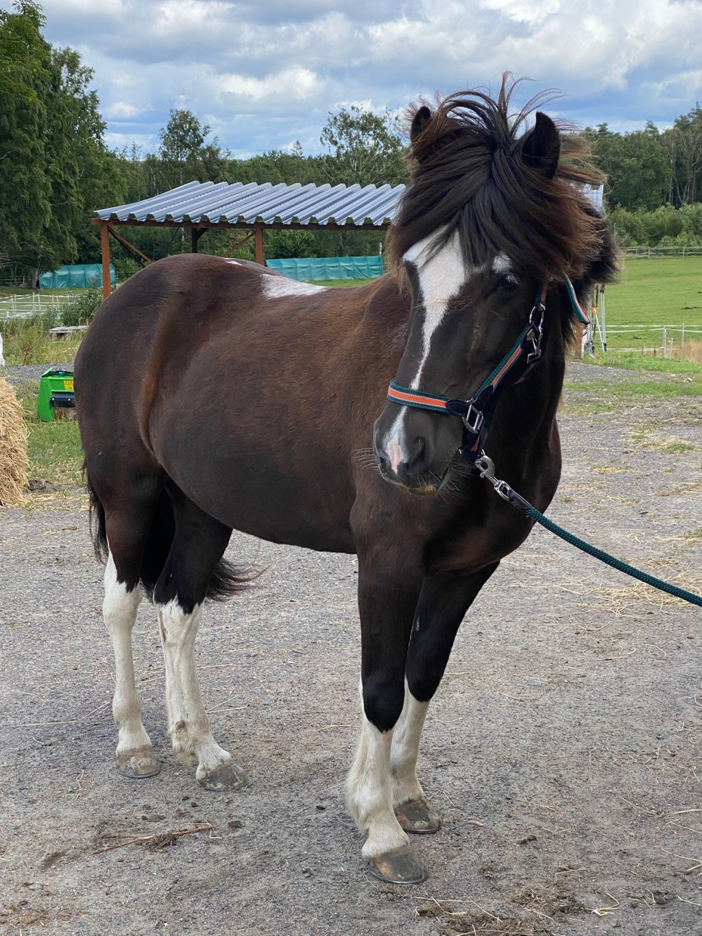 Hästens ståapparat – stay apparatus…